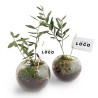Globe Arbre Personnalisable – Objet Végétal et Écoresponsable