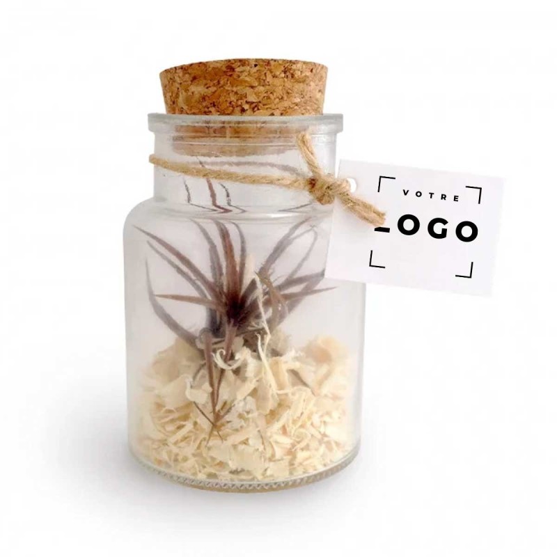 Tillandsia en Bouteille Mini – Goodie Végétal Personnalisable