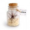 Tillandsia en Bouteille Mini – Goodie Végétal Personnalisable