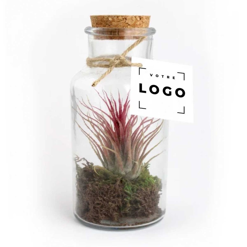 Tillandsia en Flacon Vintage – Objet Végétal Personnalisable