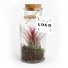 Tillandsia en Flacon Vintage – Objet Végétal Personnalisable