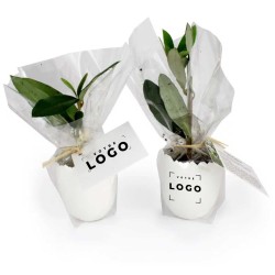 Pot Œuf Végétal – Mini Arbre Personnalisable pour Entreprises