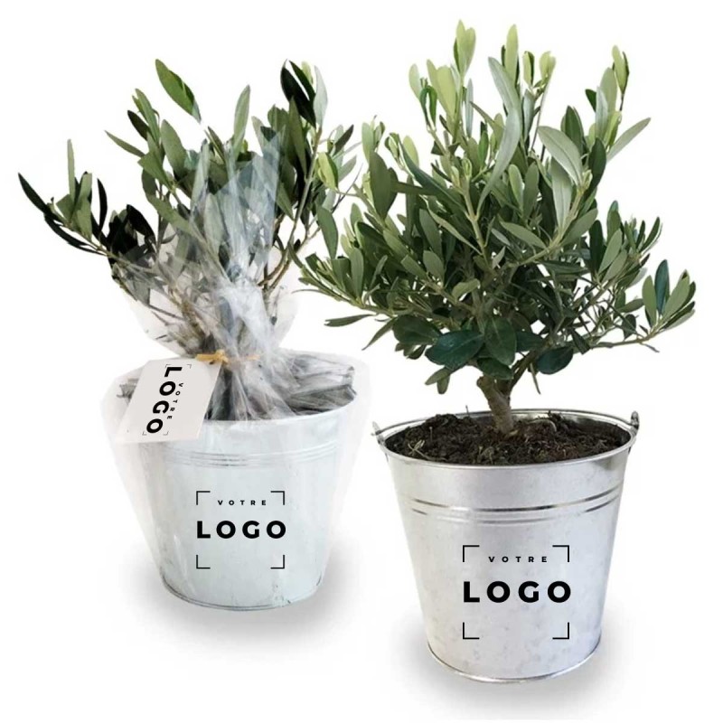 Olivier en Pot Zinc – Mini Arbre Personnalisable pour Entreprises