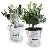 Olivier en Pot Zinc – Mini Arbre Personnalisable pour Entreprises
