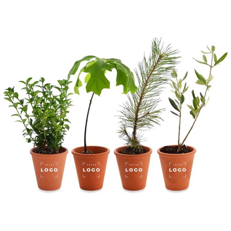 Arbre en Pot de Terre Cuite – Mini Arbre Personnalisable