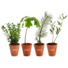 Arbre en Pot de Terre Cuite – Mini Arbre Personnalisable