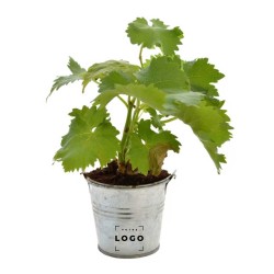 Vigne en Pot Zinc ou Terre Cuite – Plant de Vigne Personnalisable