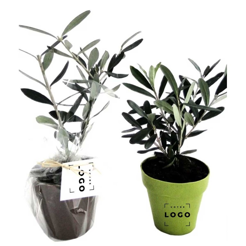 Plant d’Arbre en Pot Bambou – Mini Arbre Personnalisable