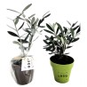 Plant d’Arbre en Pot Bambou – Mini Arbre Personnalisable