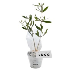 Plant d’Arbre en Pot Zinc 8 cm – Mini Arbre Personnalisable