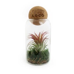 Terrarium Boule Liège – Mini-Jardin Tillandsia Personnalisable