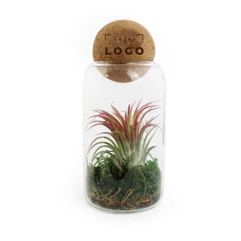 Terrarium Boule Liège – Mini-Jardin Tillandsia Personnalisable
