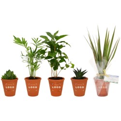 Plante en pot terre cuite 10 cm personnalisable – Cadeau d’entreprise