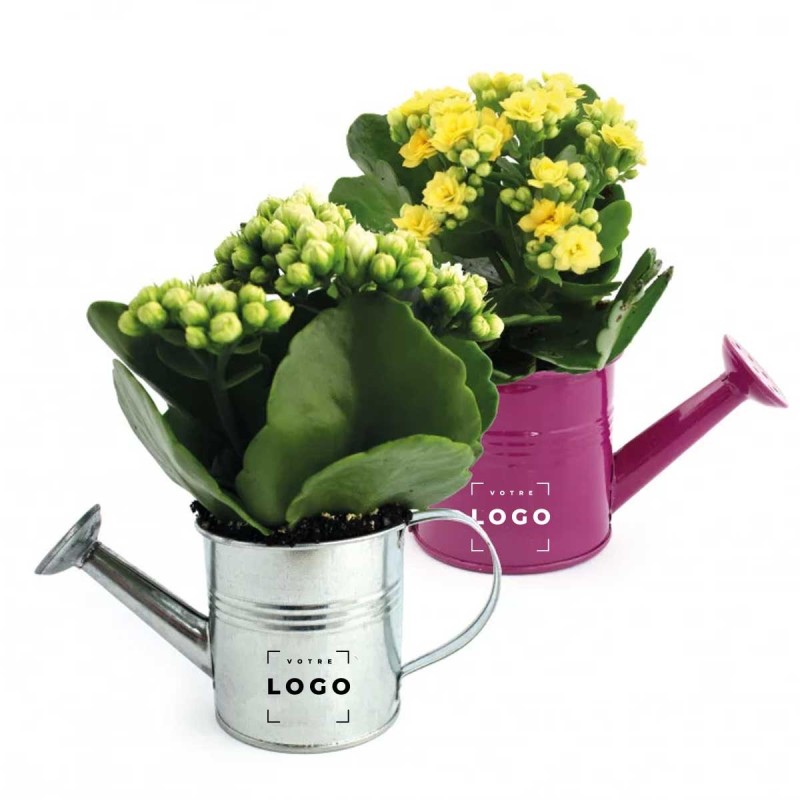 Arrosoir Zinc avec Mini Plante | Cadeau d’Entreprise Personnalisé
