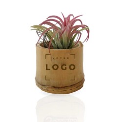 Tillandsia en Pot Bambou | Plante d’Entreprise Personnalisable