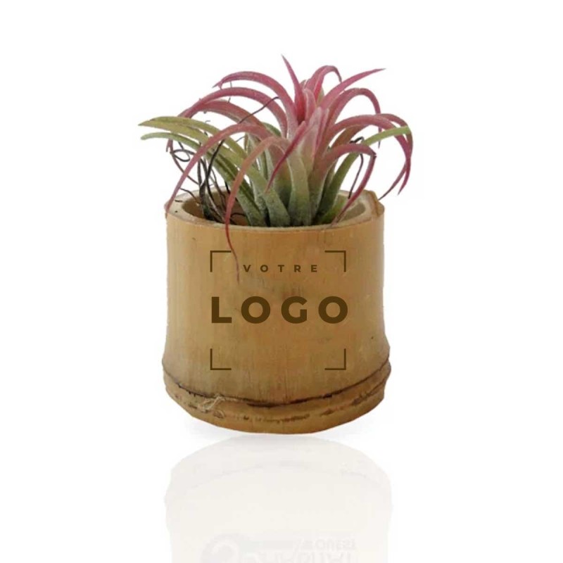 Tillandsia en Pot Bambou | Plante d’Entreprise Personnalisable