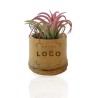 Tillandsia en Pot Bambou | Plante d’Entreprise Personnalisable