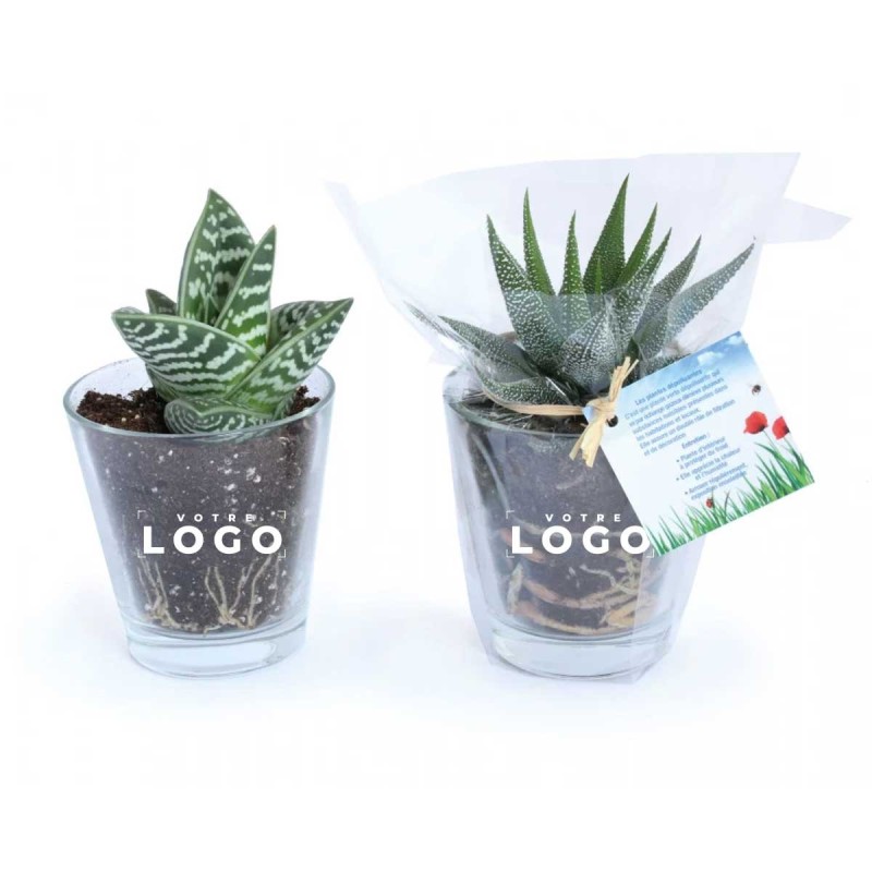 Plantes d’Intérieur en Vase | Cadeau d’Entreprise Personnalisable