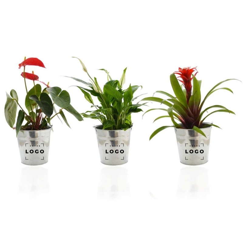Grande Plante Décorative en Pot Zinc | Cadeau d’Entreprise