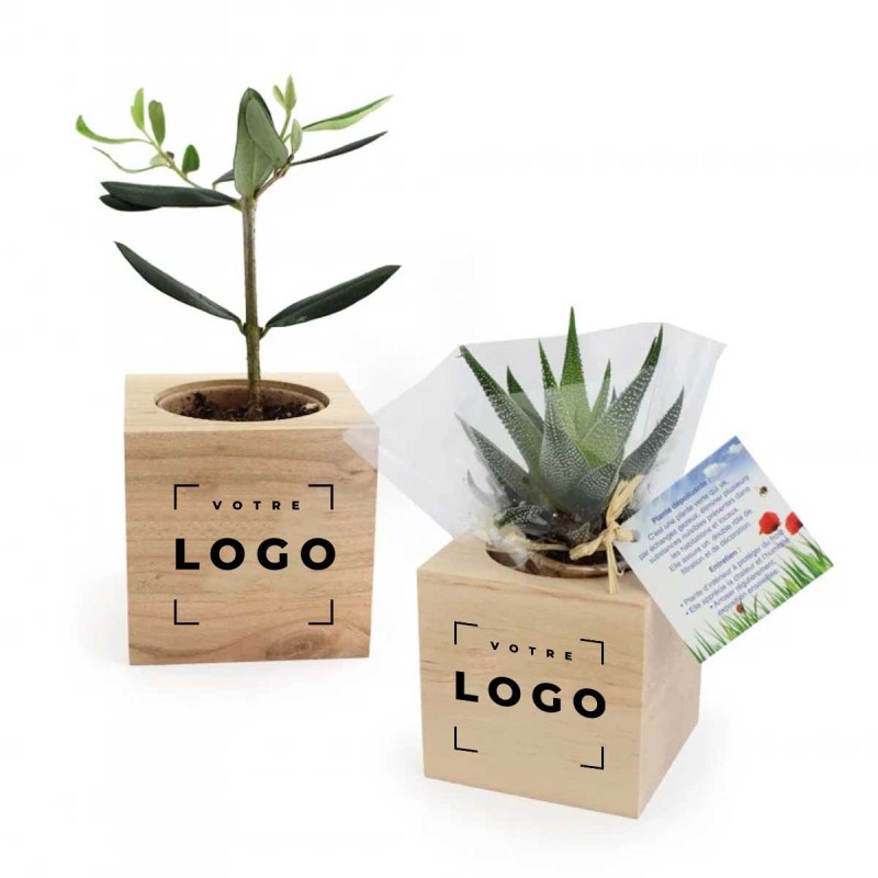 Cube Bois avec Plante | Cadeau d’Entreprise Personnalisé