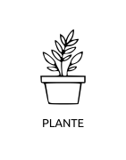 Plantes personnalisées | Cadeaux verts & décoratifs à offrir