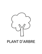 Plant d'arbre